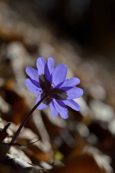 Anemon Hepatica Mały Niebieski Fioletowy Wczesna Wiosna Dziki Kwiat Przyrodzie — Zdjęcie stockowe