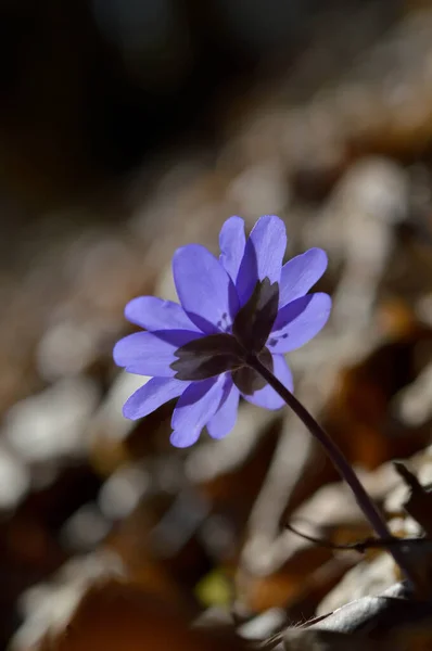Anemone Hepatica Pequeno Azul Roxo Início Primavera Wildflower Natureza Fundo — Fotografia de Stock