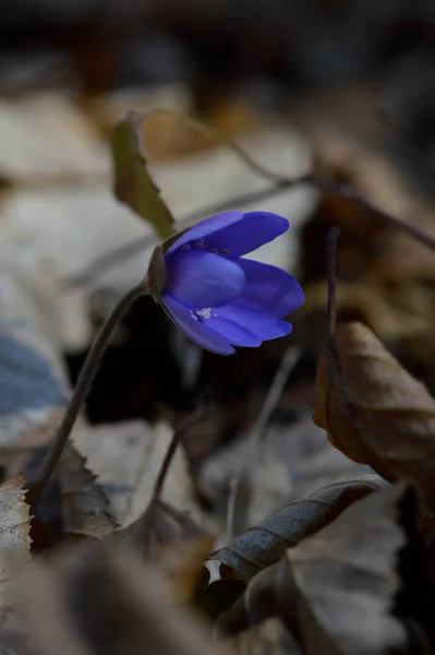 Anemone Hepatica Small Blue Purple Early Spring Wildflower Nature Natural — Stock Photo, Image