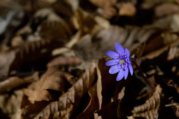 아네모네 헵티카 Anemone Hepatica 자연의 야생화 자연의 배경이다 꽃봉오리 — 스톡 사진