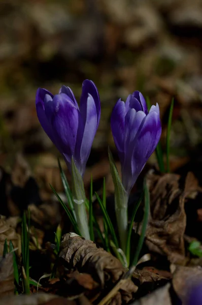 Fiori Croco Viola Colchicum Prato Erba Verde Primi Fiori Primaverili — Foto Stock