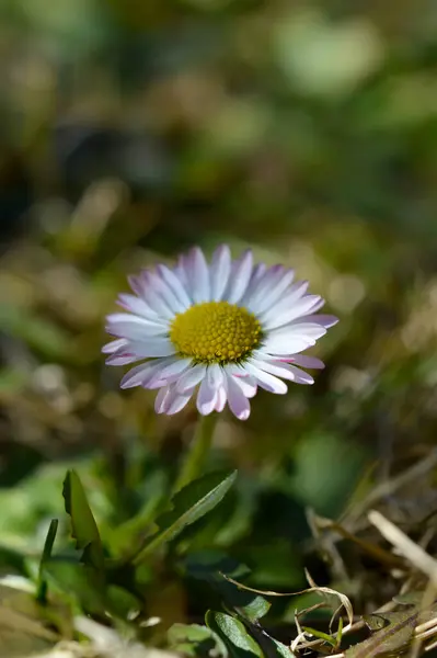 Vanlig Tusensköna Blomma Naturen Närbild Blomma Huvud Liten Rosa Vit — Stockfoto