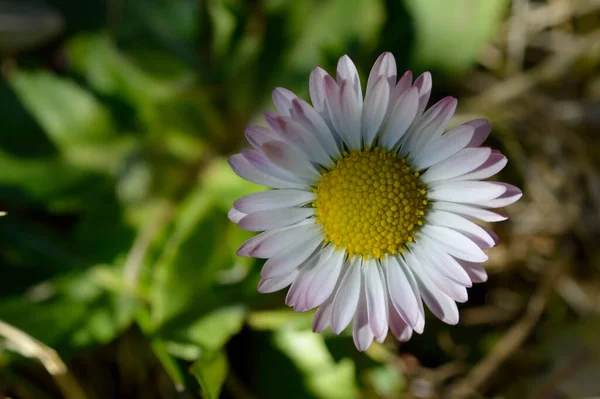 Common Daisy Flower Nature Close Flower Head Small Pinkish White — Stock Photo, Image