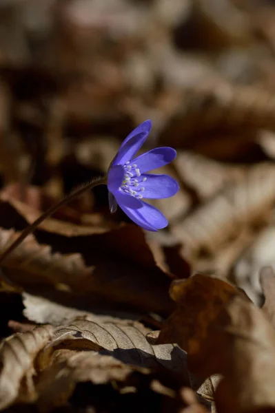 Liten Blå Lila Vildblomma Skogen Tidig Vår Närbild Vårblomning — Stockfoto