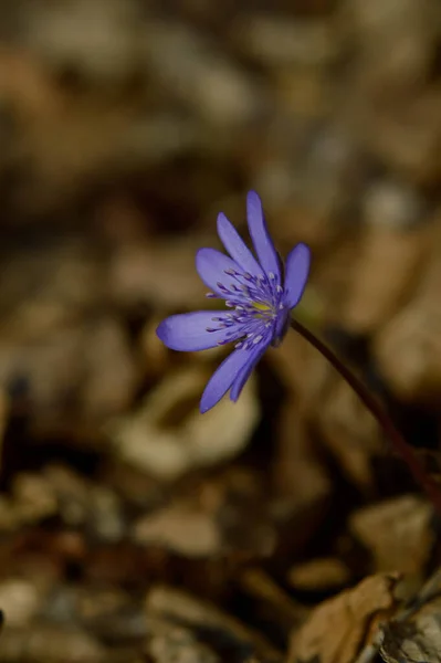 Anemone Hepatica Pequena Primavera Cedo Roxo Wildflower Azul Flor Primavera — Fotografia de Stock