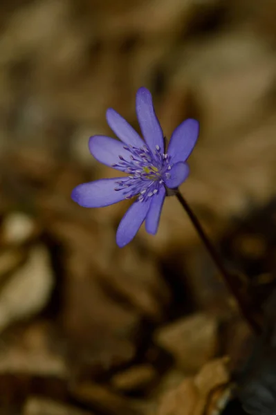 Anemon Hepatica Mała Wczesna Wiosna Fioletowy Dziki Kwiat Niebieski Wiosenny — Zdjęcie stockowe