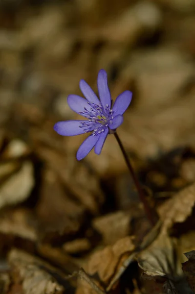 Anemon Hepatica Mała Wczesna Wiosna Fioletowy Dziki Kwiat Niebieski Wiosenny — Zdjęcie stockowe