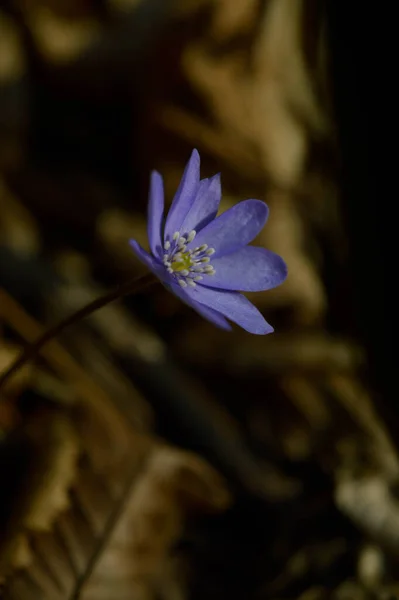 Anemone Hepatica Pequena Primavera Cedo Roxo Wildflower Azul Flor Primavera — Fotografia de Stock