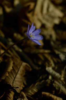 Anemon hepatikası, küçük ilkbahar mor kır çiçeği, mavi ilkbahar çiçeği ormanda kapanıyor, arka planda yapraklar.