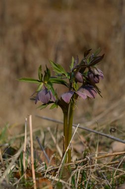 İlkbahar ormanı Helleborus purpurascens 'de çiçek açar. Doğada mor kır çiçeği.