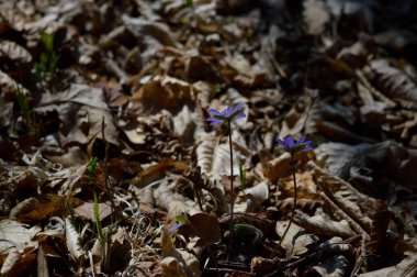Anemon hepatikası, küçük mavi, mor, kır çiçeği doğada, makro yakın, ormanda küçük bir çiçek