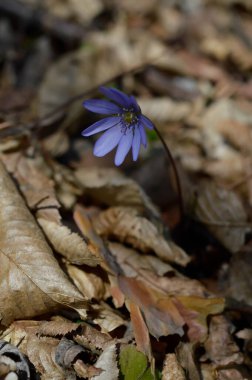 Anemon hepatikası, küçük mavi, mor, kır çiçeği doğada, makro yakın, ormanda küçük bir çiçek