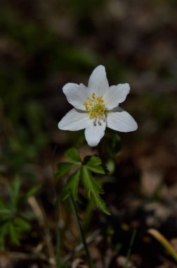 Ağaç şakayığı, ilkbaharın başlarında doğada beyaz kır çiçeği. Açık havada küçük beyaz bir çiçek.