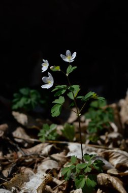 Doğadaki beyaz kır çiçekleri, ormanın içindeki çiçekler