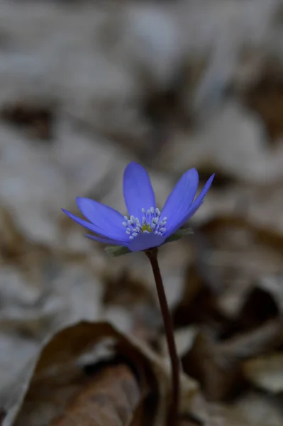 Anemon Hepatica Mała Wczesna Wiosna Fioletowy Dziki Kwiat Niebieski Wiosenny — Zdjęcie stockowe