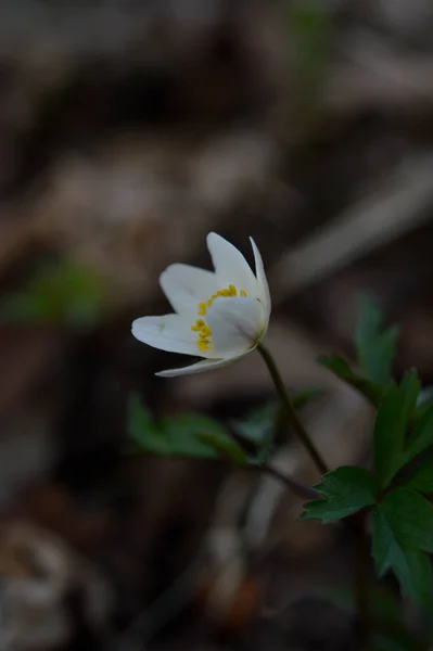 Waldanemone Weiße Wildblume Frühling Der Natur Kleine Weiße Blume Freien — Stockfoto
