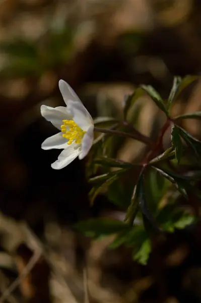 Wood Anemone Early Spring White Wildflower Nature Small White Flower — Stock Photo, Image