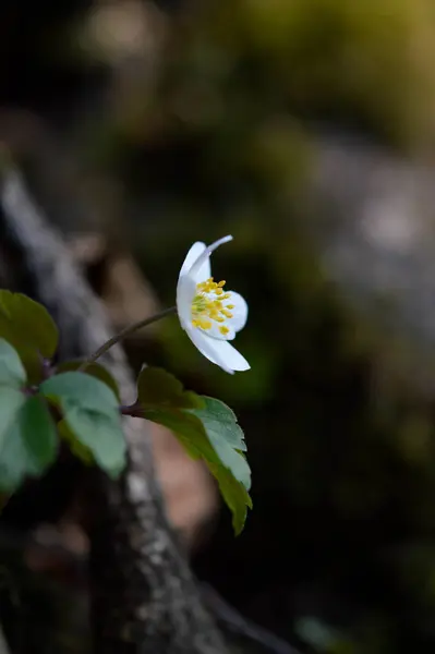 Waldanemone Weiße Wildblume Frühling Der Natur Kleine Weiße Blume Freien — Stockfoto