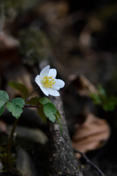 Drewniany Anemon Wczesna Wiosna Biały Dziki Kwiat Przyrodzie Mały Biały — Zdjęcie stockowe