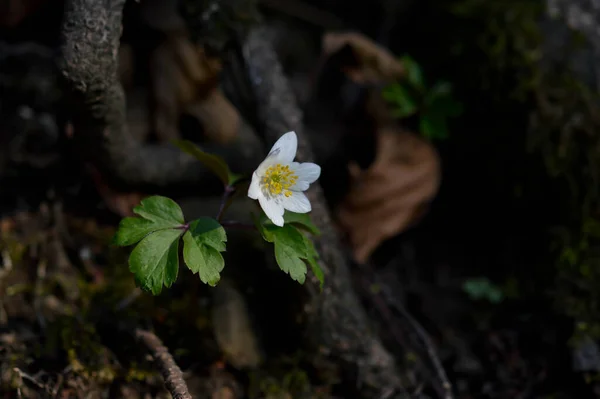 Waldanemone Weiße Wildblume Frühling Der Natur Kleine Weiße Blume Freien — Stockfoto