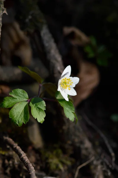 Waldanemone Weiße Wildblume Frühling Der Natur Kleine Weiße Blume Freien — Stockfoto