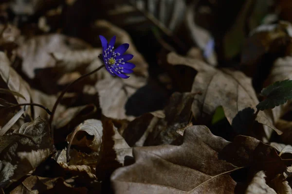 七叶海葵 自然界中的小蓝色 紫色突起的野花 宏观闭合 树林中的小花 — 图库照片