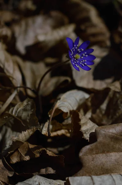 Anemon Hepatica Mały Niebieski Fioletowy Sprting Dziki Kwiat Naturze Makro — Zdjęcie stockowe