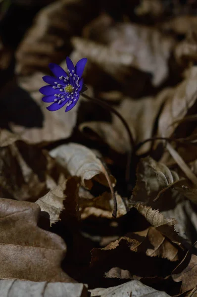 Анемоны Печеночные Маленькие Голубые Фиолетовые Побеги Полевых Цветов Природе Макро — стоковое фото