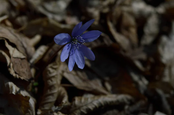 Anemon Hepatica Mały Niebieski Fioletowy Sprting Dziki Kwiat Naturze Makro — Zdjęcie stockowe