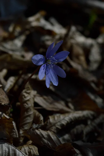 Anémona Hepática Pequeña Flor Silvestre Azul Púrpura Primaveral Naturaleza Macro — Foto de Stock