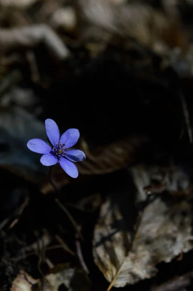 Anemone Hepatica Kis Kék Lila Tavaszi Vadvirág Természetben Makró Közelről — Stock Fotó
