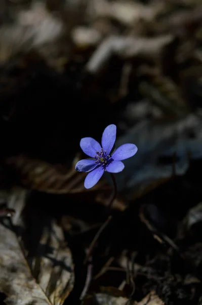 Anemone Hepatica Piccolo Fiore Selvatico Blu Viola Sprting Natura Macro — Foto Stock