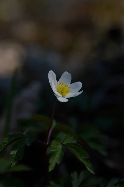 Anemone Kora Tavaszi Fehér Vadvirág Természetben Kis Fehér Virág Szabadban — Stock Fotó