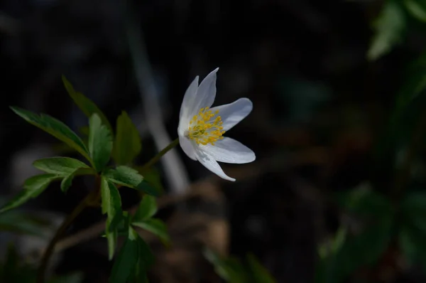 木のアネモネ 自然の早春の白い野の花 屋外の小さな白い花 — ストック写真