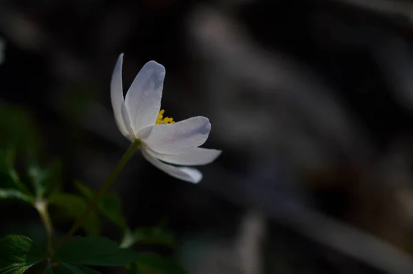 Anêmona Madeira Início Primavera Flor Branca Natureza Pequena Flor Branca — Fotografia de Stock