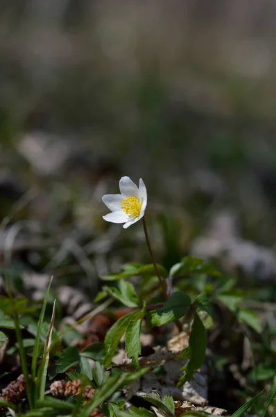 Drewniany Anemon Wczesna Wiosna Biały Dziki Kwiat Przyrodzie Mały Biały — Zdjęcie stockowe