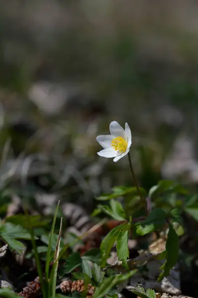 Anémona Madera Flor Silvestre Blanca Primavera Temprana Naturaleza Pequeña Flor — Foto de Stock