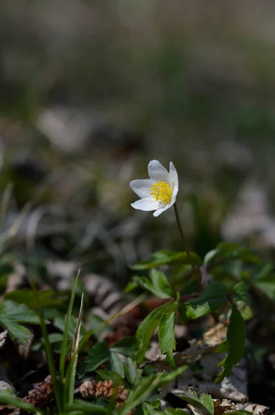 木のアネモネ 自然の早春の白い野の花 屋外の小さな白い花 — ストック写真