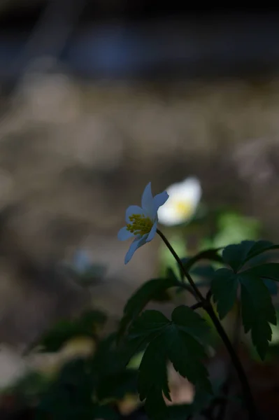 木のアネモネ 自然の早春の白い野の花 屋外の小さな白い花 — ストック写真