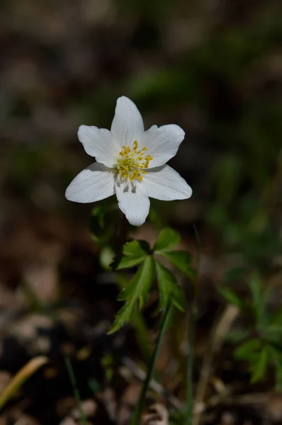 Anémona Madera Flor Silvestre Blanca Primavera Temprana Naturaleza Pequeña Flor —  Fotos de Stock