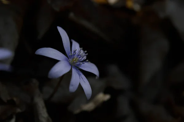 Anemon Hepatica Mała Wczesna Wiosna Fioletowy Dziki Kwiat Niebieski Wiosenny — Zdjęcie stockowe