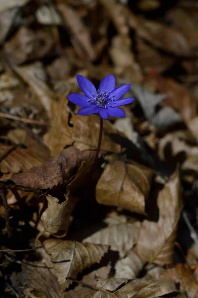 Anemone Hepatica Kis Kora Tavaszi Lila Vadvirág Kék Tavaszi Virág — Stock Fotó