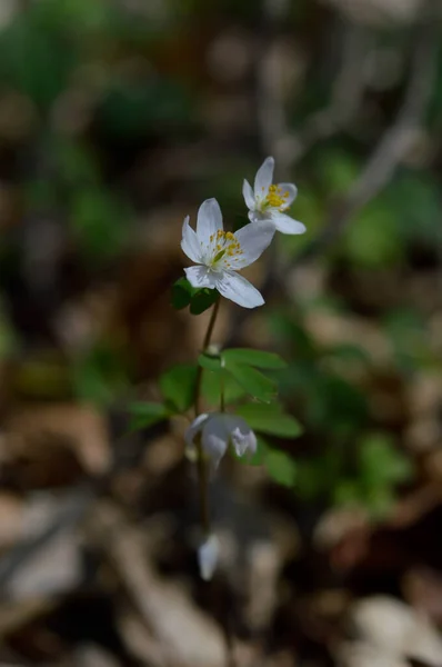 Fiore Campo Bianco Natura Vicino Fiore Nel Bosco — Foto Stock