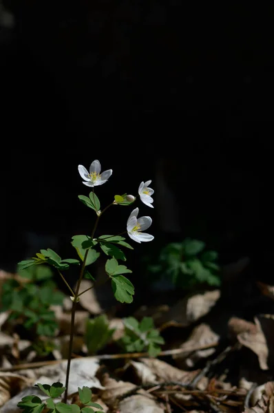 Witte Wilde Bloem Natuur Close Bloem Het Bos — Stockfoto