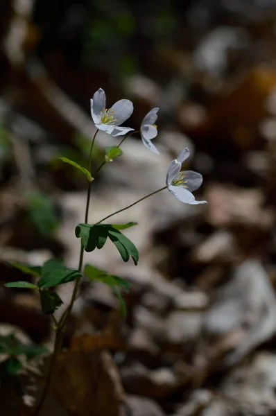 Белый Лесной Цветок Природе Крупным Планом Цветок Душе — стоковое фото
