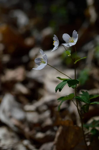 Biały Dziki Kwiat Przyrodzie Zbliżenie Kwiat Lesie — Zdjęcie stockowe