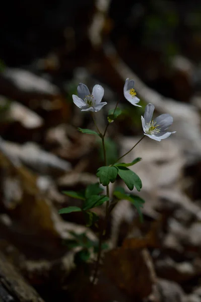 Біла Дика Квітка Природі Крупним Планом Квітка Лісі — стокове фото