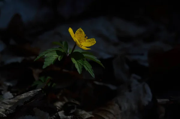 Flor Silvestre Amarilla Bosque Cerca Cabeza Flor Pequeña Primavera Amarilla — Foto de Stock