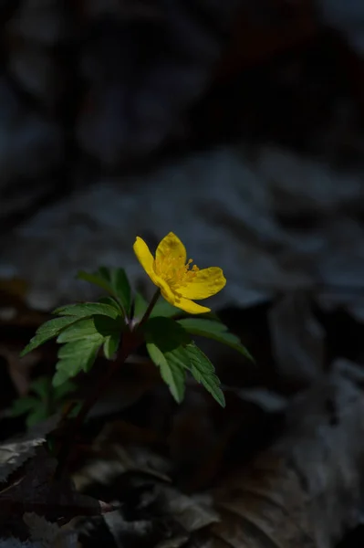 Żółty Dziki Kwiat Lesie Bliska Głowa Kwiatu Mała Żółta Wiosna — Zdjęcie stockowe