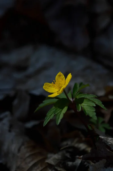 Gelbe Wildblume Wald Blütenkopf Aus Nächster Nähe Kleiner Gelber Frühling — Stockfoto